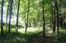 Ponthierry, bois de Moulignon